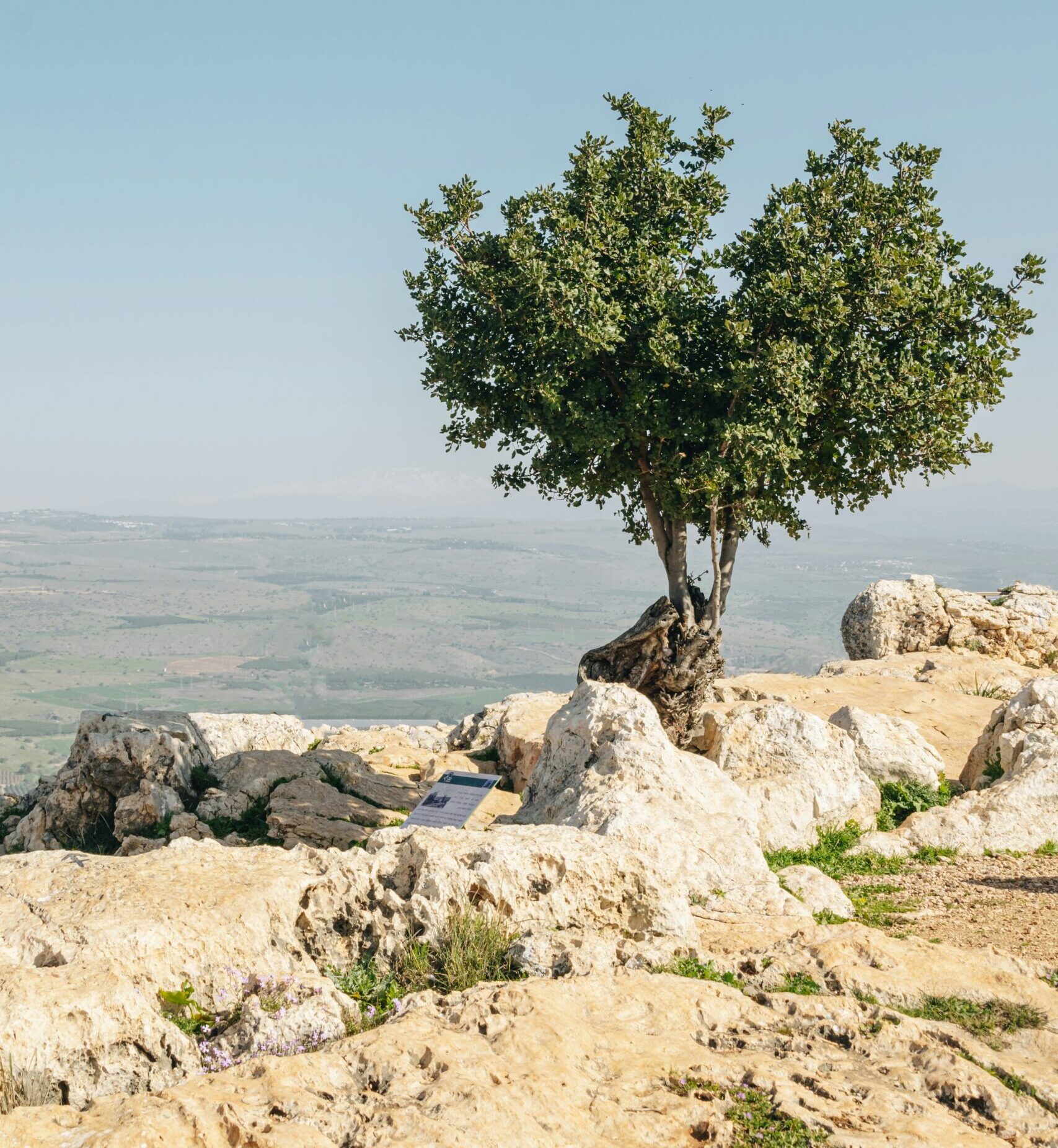 Featured image for “Wednesday Morning Summer WOW (Women of the Word)”