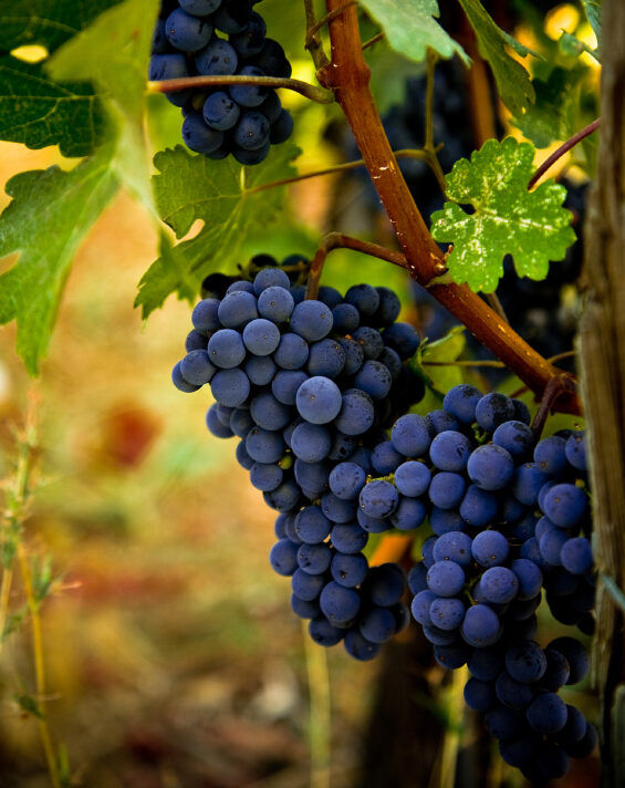 Featured image for “Body and Soul: A Fresh Look at the Catechism”