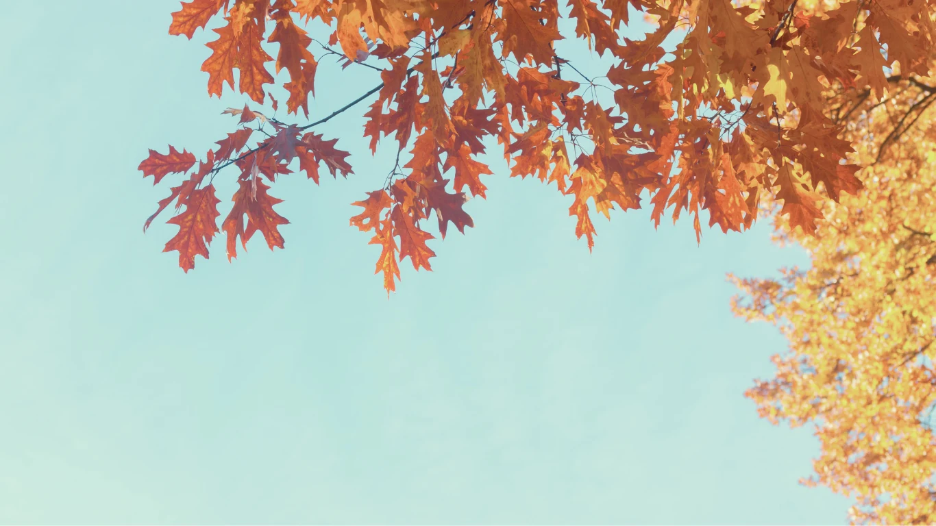 fall at christ memorial church