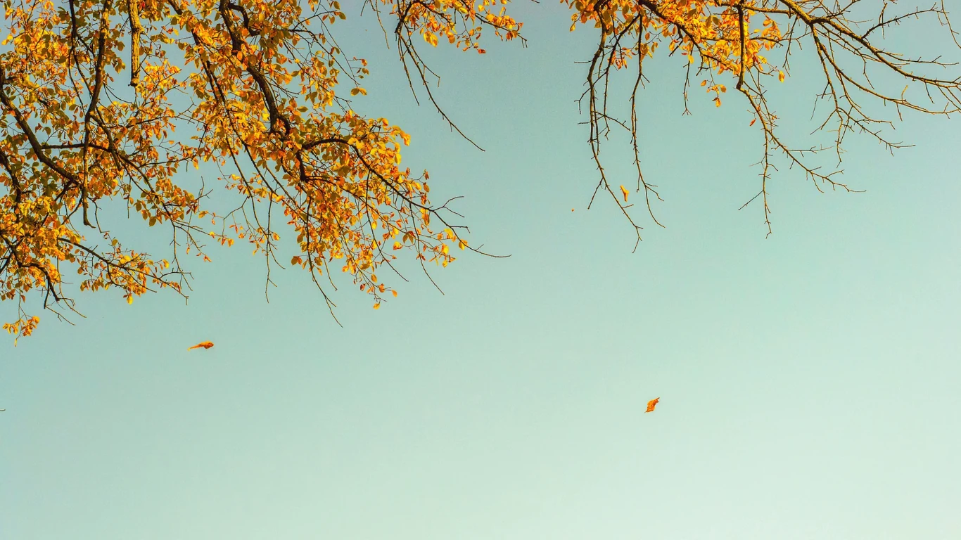 fall leaves in michigan