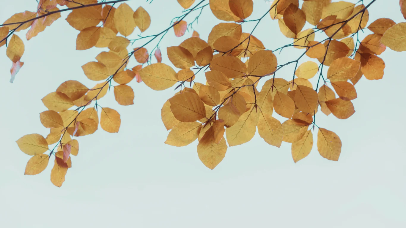 fall leaves at christ memorial churc